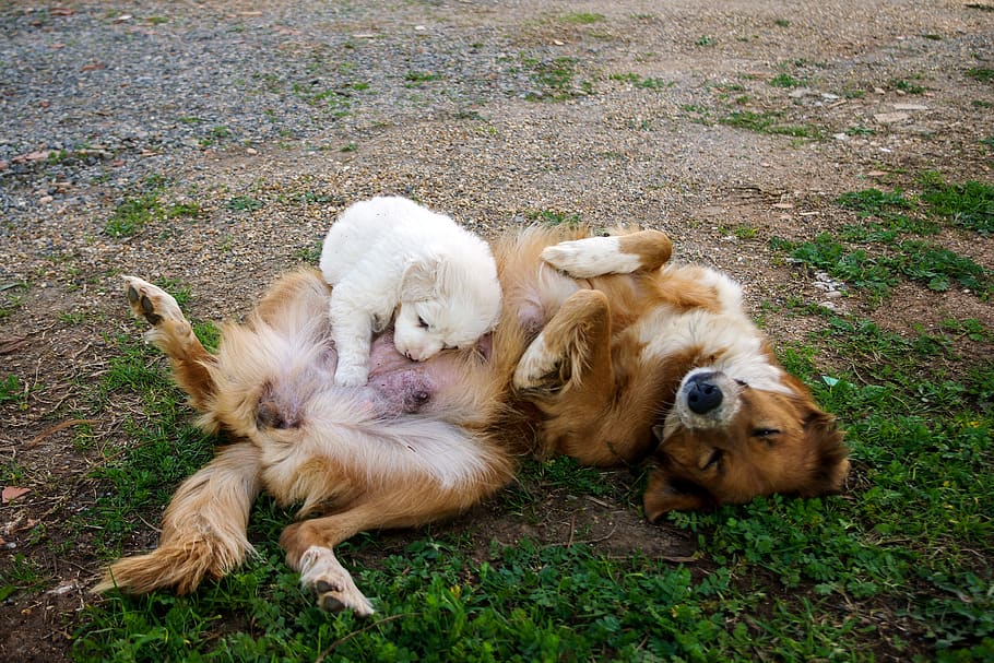 dog, mestizo, son, confidence, mom, infant, white, puppy, tenderness HD wallpaper