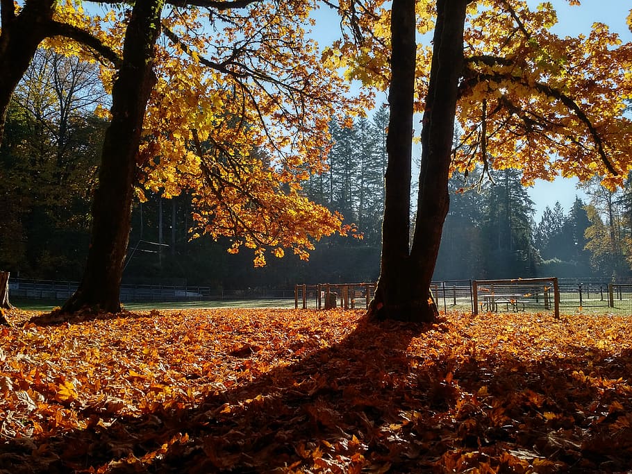 canada, maple ridge, maple ridge park, fall, dog park, trees HD wallpaper