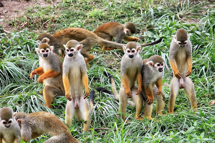 group of primates, animal themes, group of animals, mammal, animal wildlife HD wallpaper