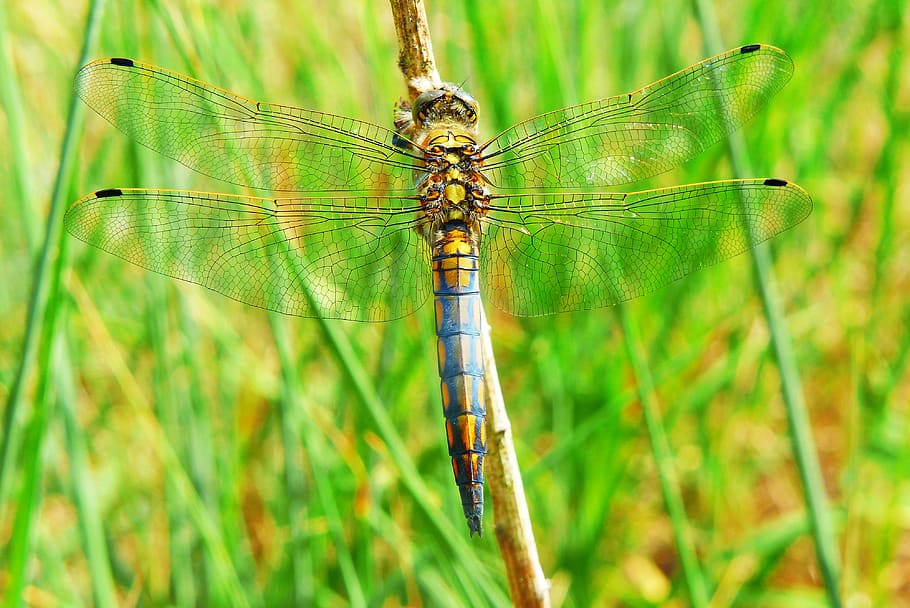 blue and yellow dragonfly on leaf stem, invertebrate, animal HD wallpaper
