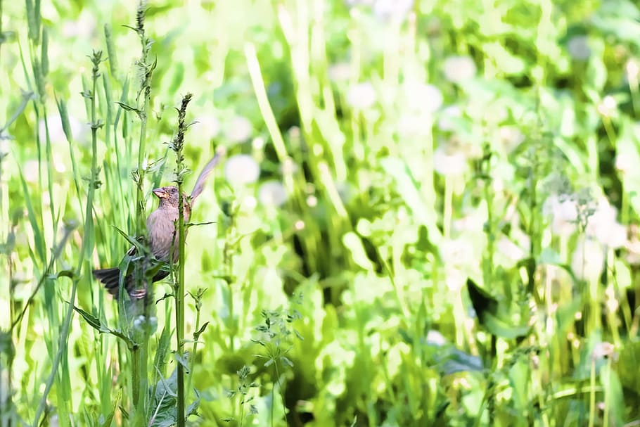 bird, nature, peace, scene, grass, wing, animal wildlife, animals in the wild HD wallpaper