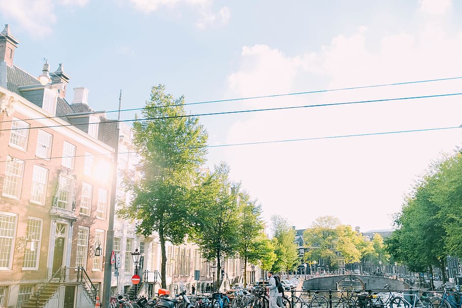 amsterdam, netherlands, trees, arbre, arbres, green, vert, wallpaper HD wallpaper
