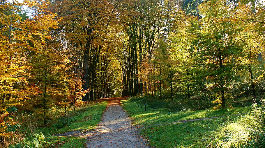 path, forest, distance, trees, autumn, forest path, vote, light HD wallpaper