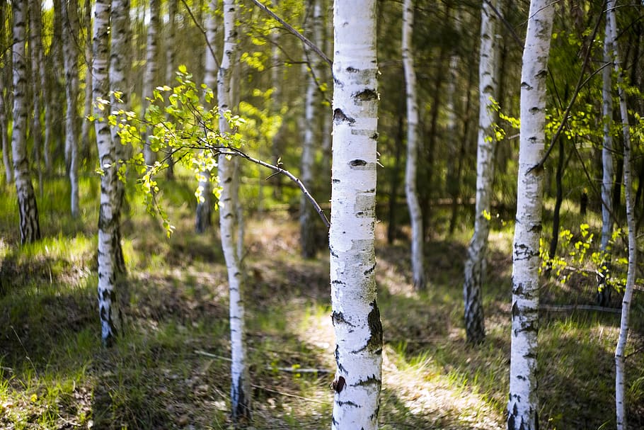 birch, fresh, cheerful, plants, foliage, the backlight, natural, HD wallpaper