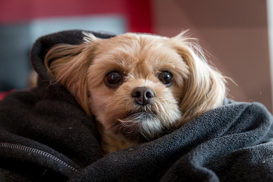 dog, cute, canine, pets, domestic, domestic animals, one animal HD wallpaper
