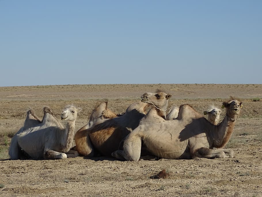camel, steppe, desert, mongolia, summer, heat, molt, wool, bactrian HD wallpaper