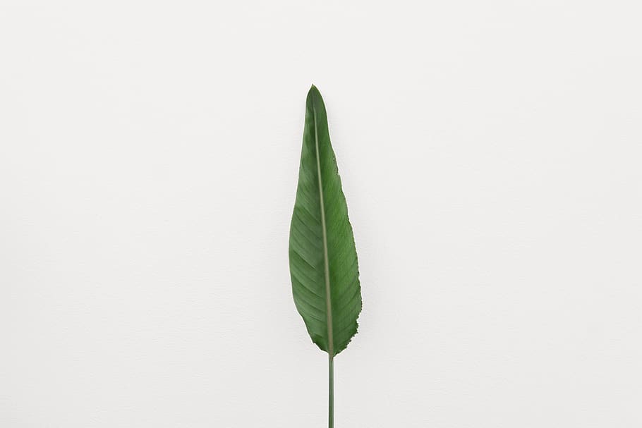 green linear leaf, plant part, studio shot, green color, indoors HD wallpaper