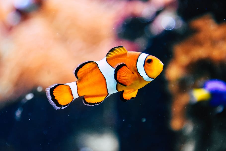 clown fish in shallow focus photography, underwater, swim, orange, HD wallpaper