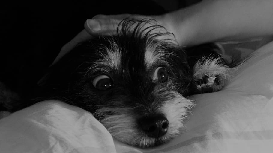 dog, animal, cute, domestic, pets, mammal, domestic animals HD wallpaper