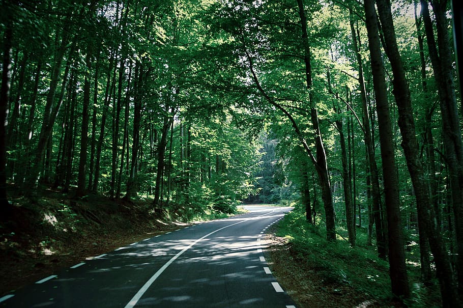 road in between trees, forest, woodland, outdoors, nature, road trip