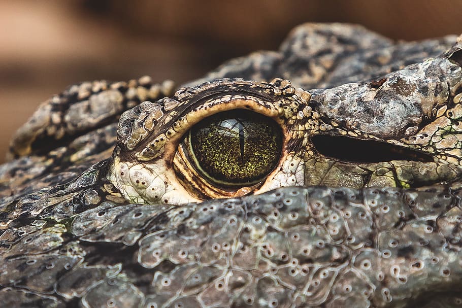 macro photograph of crocodile's eye, face, reptile, scale, close up HD wallpaper