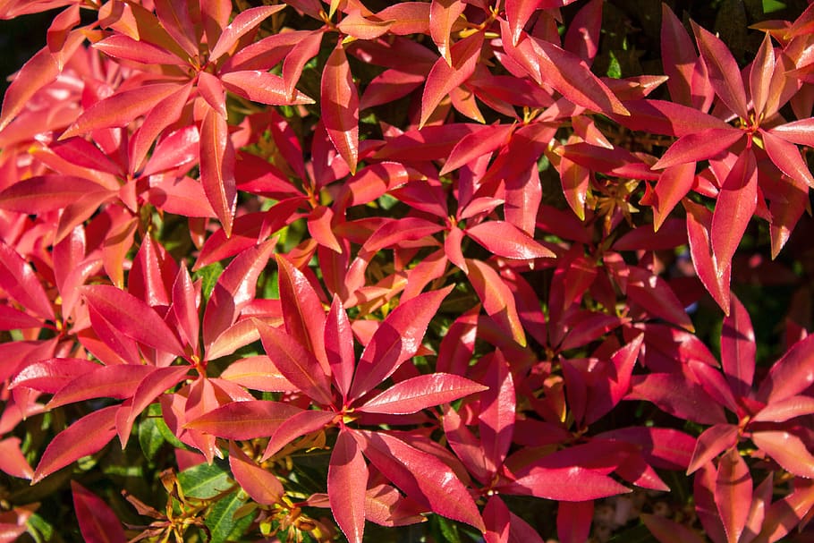 bush, spring, garden, plant, nature, branch, ornamental shrub HD wallpaper