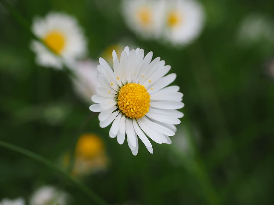 White Petaled Flower, bloom, blooming, blossom, blur, close-up HD wallpaper