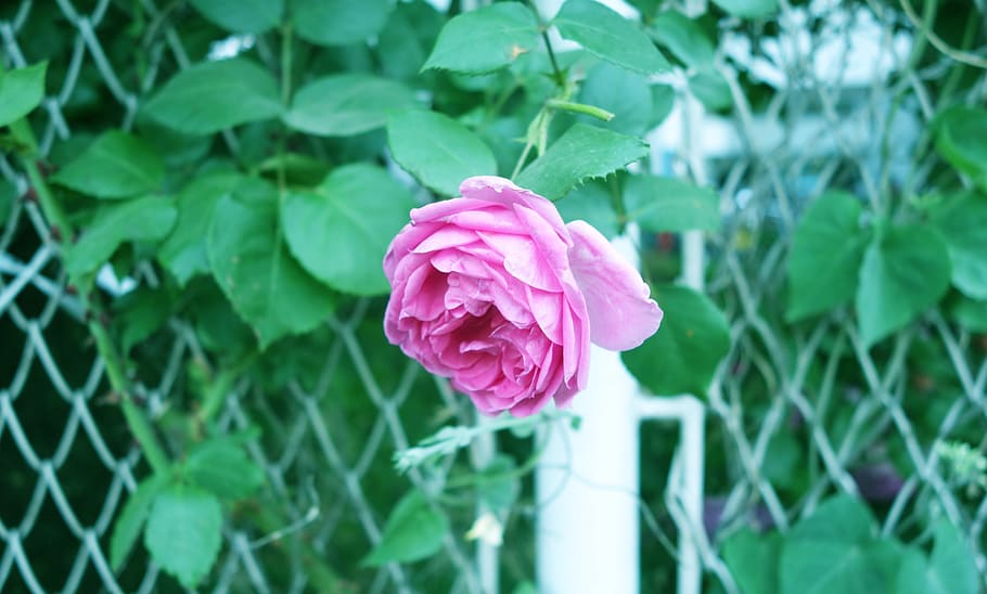 flower, flowering plant, beauty in nature, freshness, petal HD wallpaper