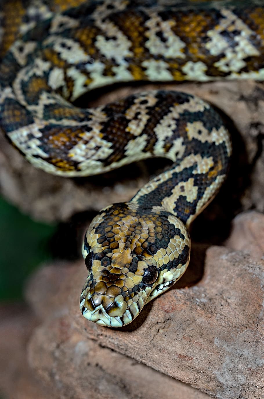 brown and black snake, reptile, one animal, animal themes, animal wildlife HD wallpaper