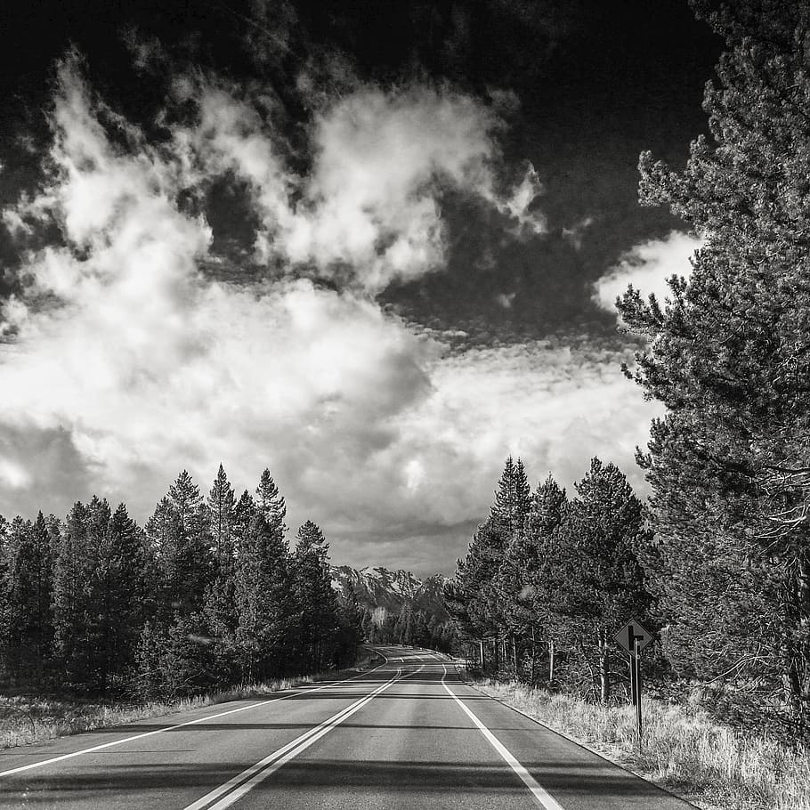 road, plant, tree, asphalt, tarmac, highway, abies, fir, grand teton national park HD wallpaper