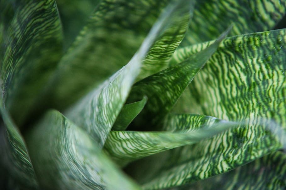 green-leafed plant, green color, plant part, close-up, no people HD wallpaper