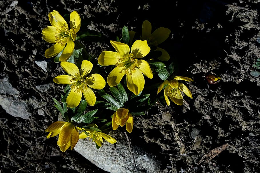 winter linge, yellow, spring, blossom, bloom, nature, harbinger of spring, HD wallpaper