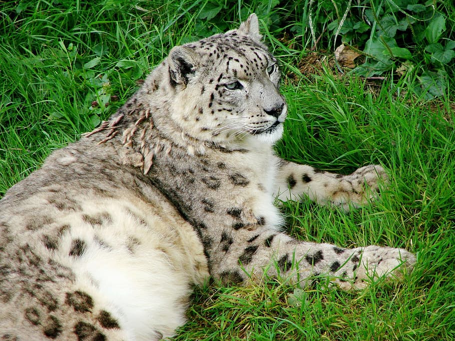 Hd Wallpaper Snow Leopard Tiger Animal Cat Wild Nature Grass