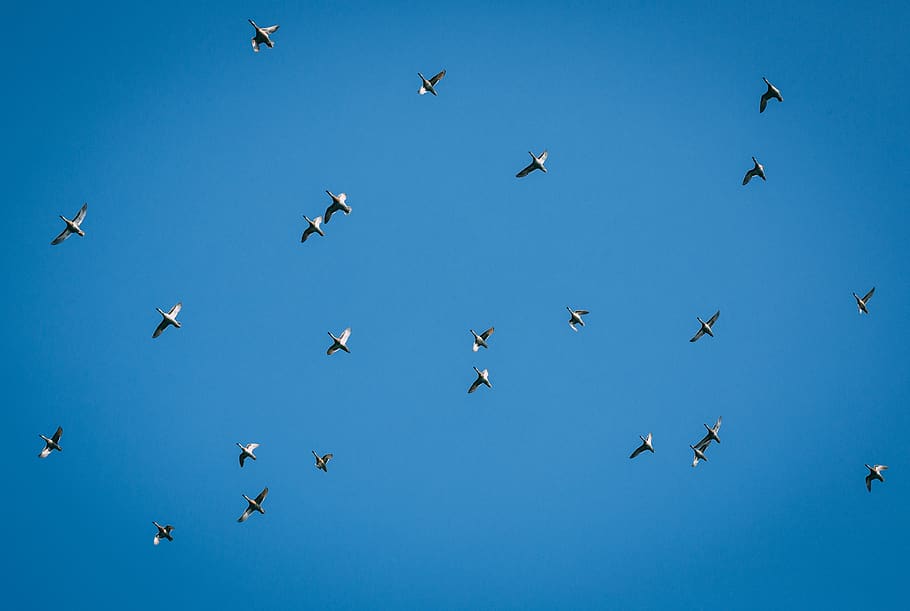 india, kochi, migration, ducks, flock, migratory birds, group HD wallpaper