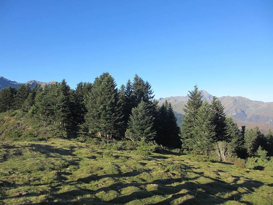 trees, payolle, pyrénées, mountain, sky, scenics - nature HD wallpaper