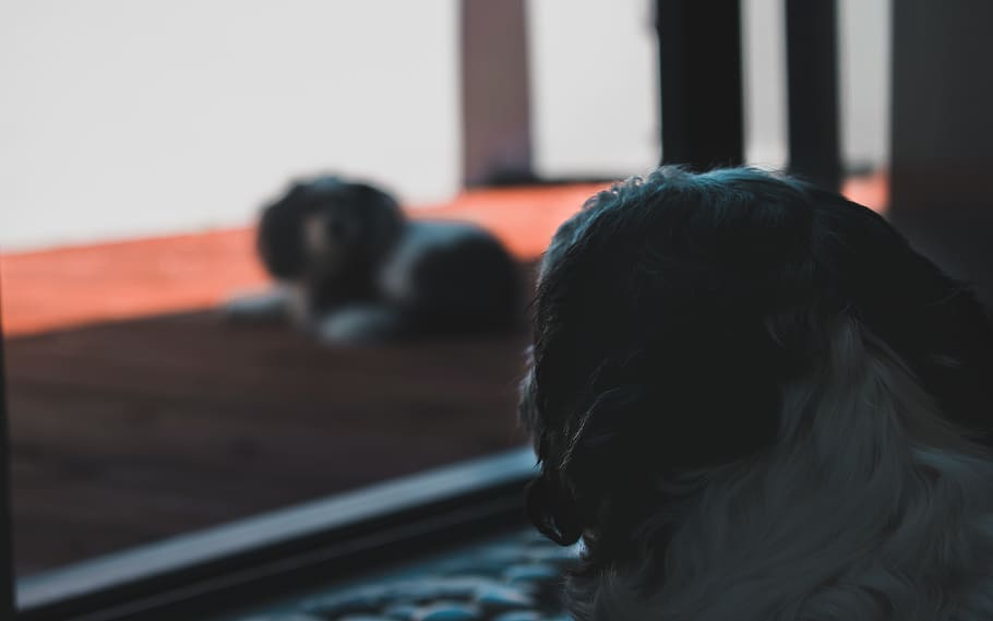 dog, dogs, window, outside, focus on foreground, headshot, rear view HD wallpaper