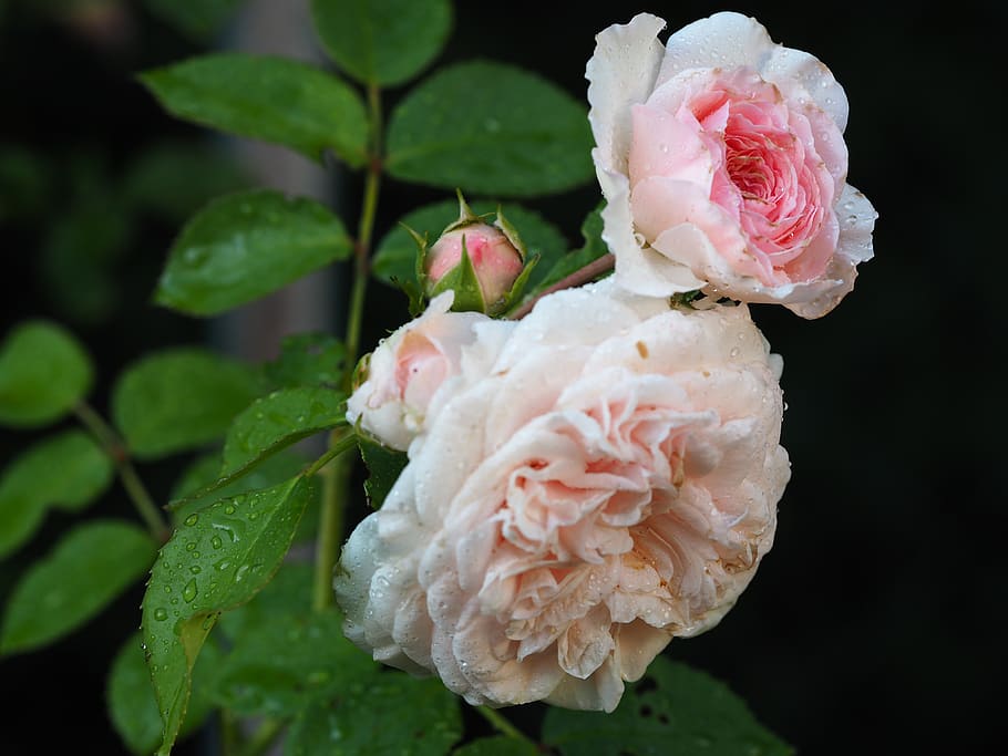 rose, love, mourning, flower, romantic, pink, petal, nature HD wallpaper