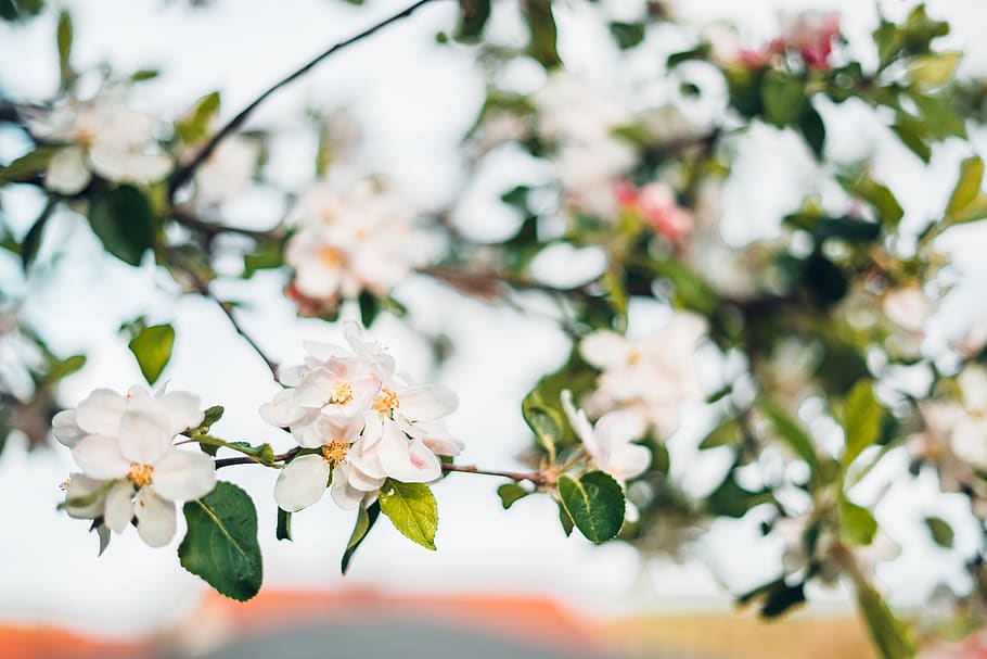 flowering plant, freshness, fragility, vulnerability, growth HD wallpaper