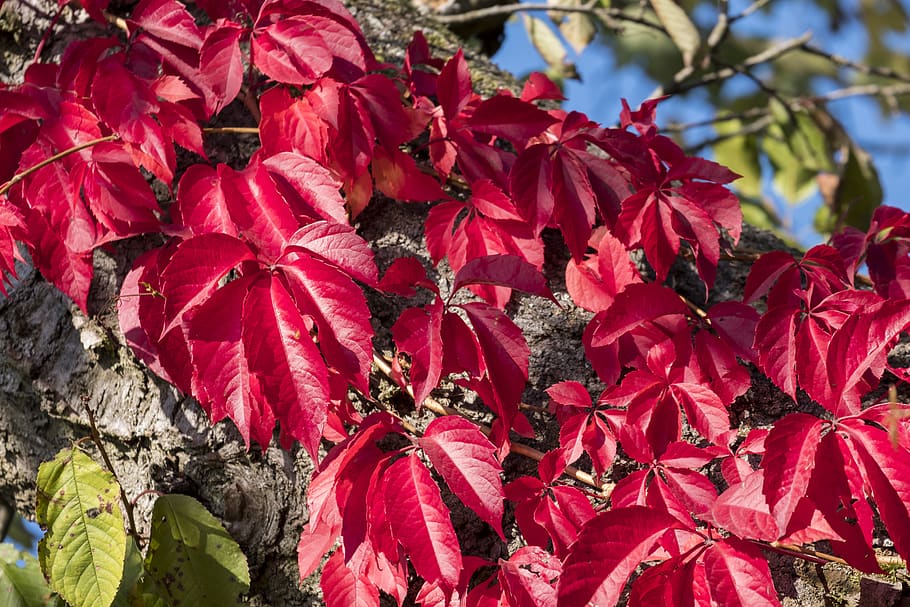 tree, leaves, branch, colorful, autumn, sky, nature, season HD wallpaper