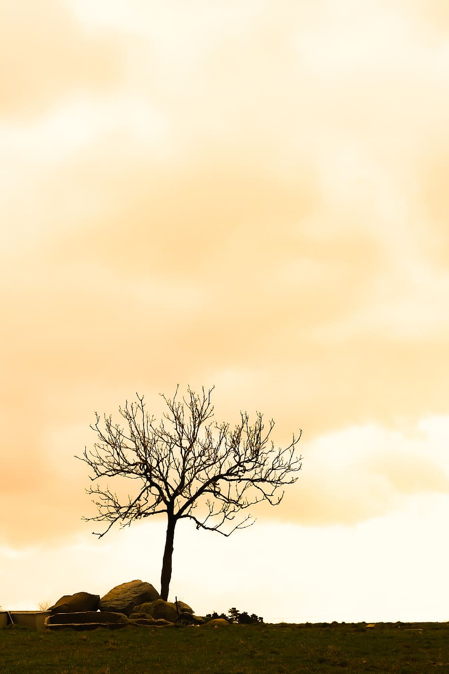 tree, plant, tree trunk, sunlight, nature, outdoors, countryside HD wallpaper