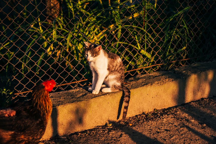 conversation, animals, countryside, sunset light, animal themes HD wallpaper