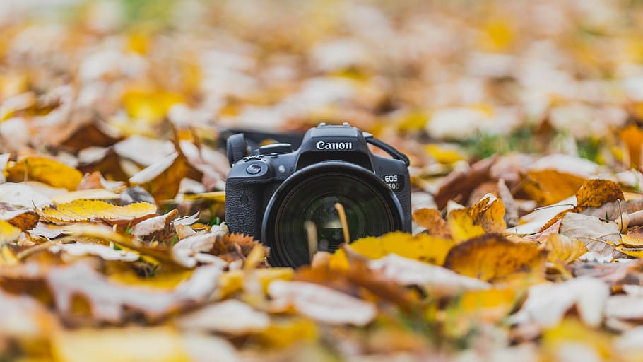 bucharest, romania, autumn, fall, warmth, color, city, urban HD wallpaper