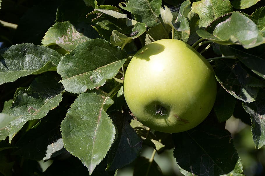apple, fruit, green, fresh, healthy, vitamins, ripe, harvest HD wallpaper