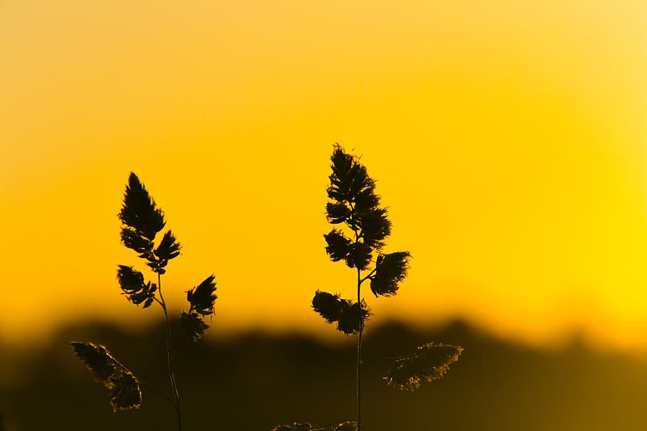 sunset, sunrise, nature, trees, lake, forest, plant, beauty in nature HD wallpaper