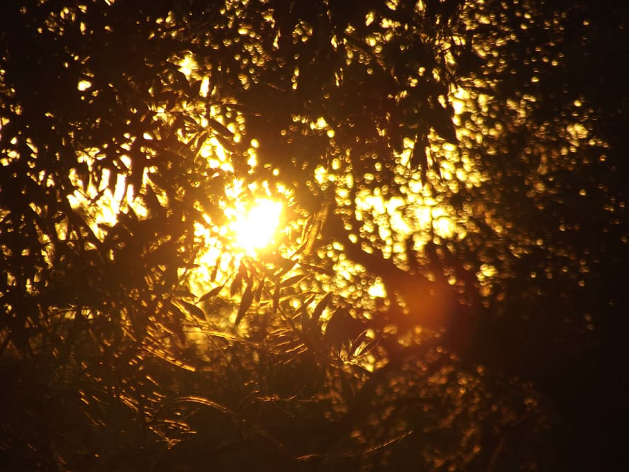 algeria, tlemcen, zitoune, solei, dark, glowing, tree, no people HD wallpaper