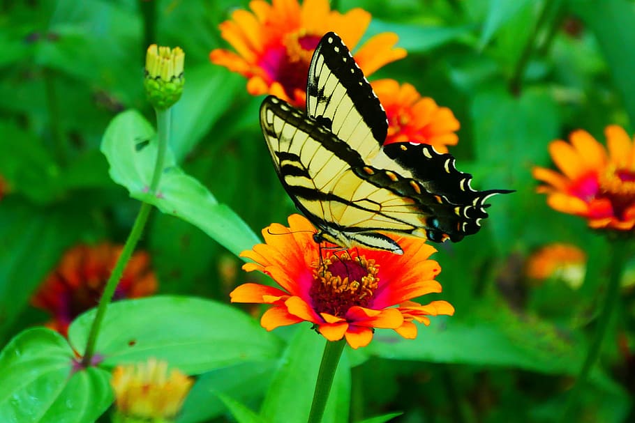 Picture of black and yellow swallowtail butterfly resting on a zinnia flower.
