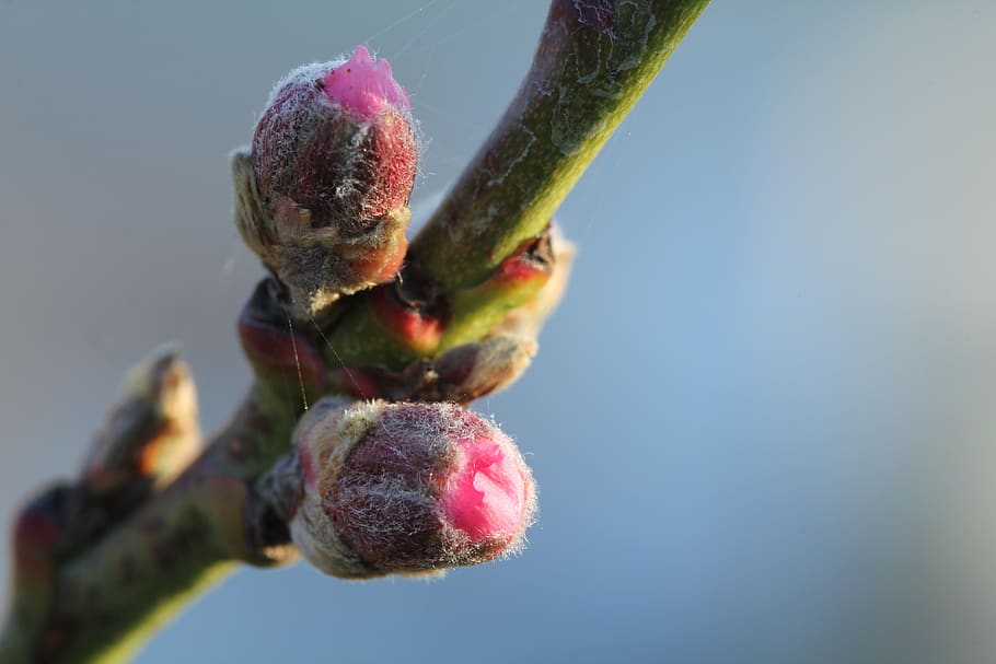 peach, peach blossom, spring, fruit, fruit tree, bloom, pink HD wallpaper