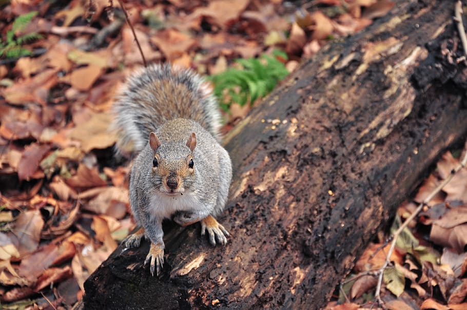 squirrel standing on burnt trunk, mammal, rodent, animal, rat HD wallpaper