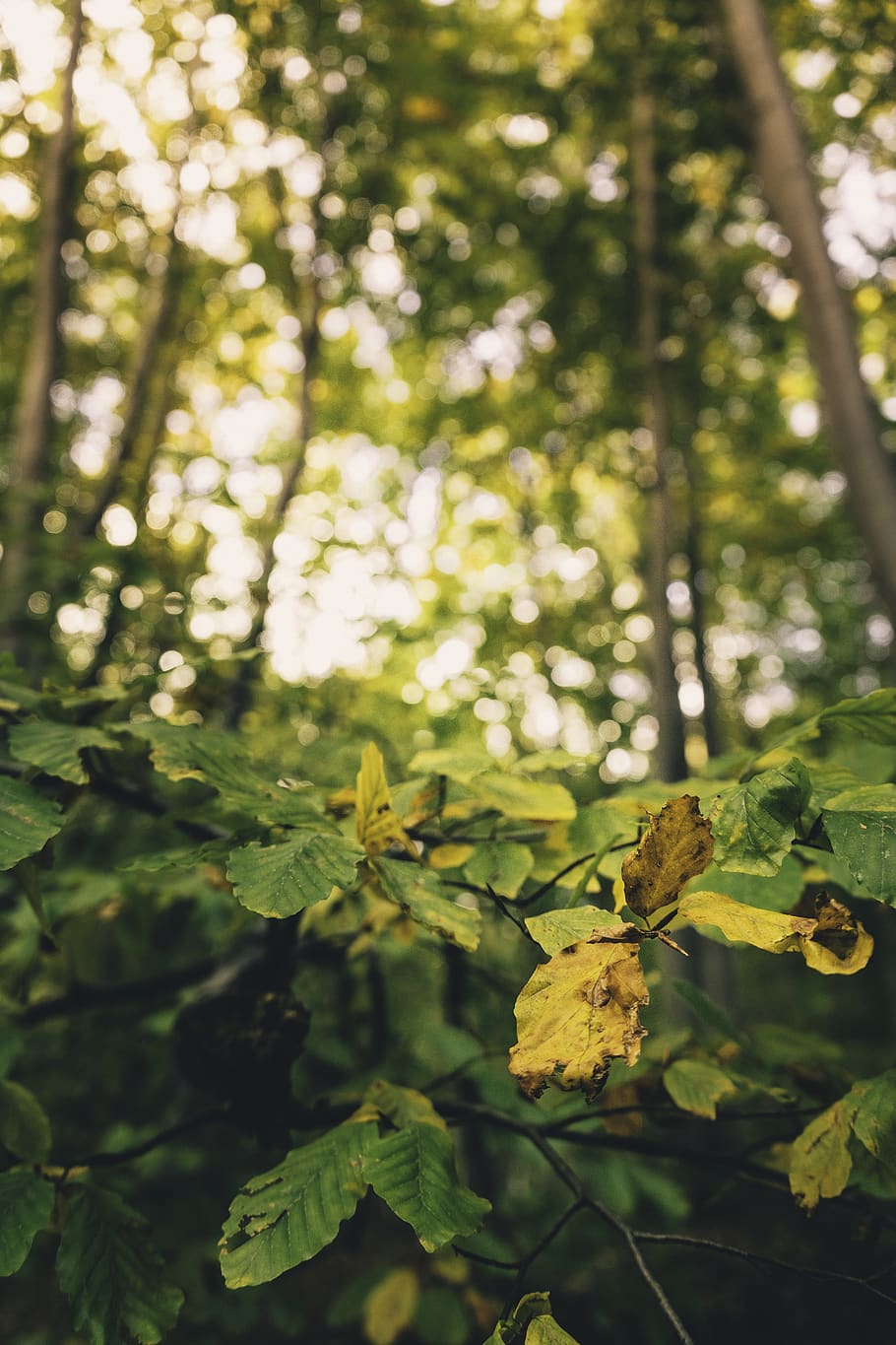 romania, făget, macro, closeup, tele, outdoor, trees, travel HD wallpaper