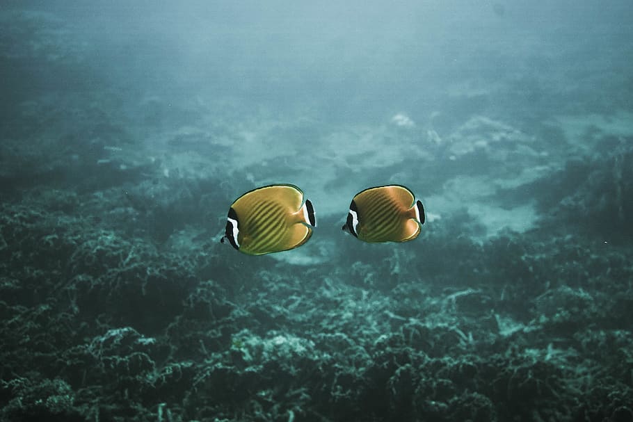 two yellow fishes underwater, sea life, animal, surgeonfish, thailand HD wallpaper