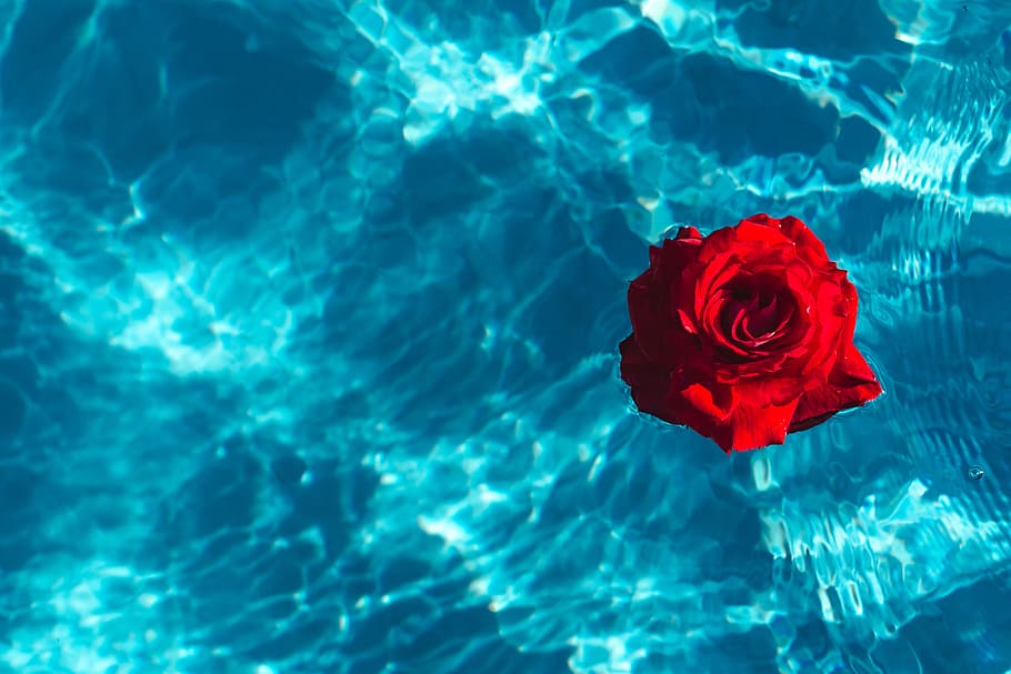 Fresh garden rose on the blue water of a swimming pool on a warm summer day, HD wallpaper