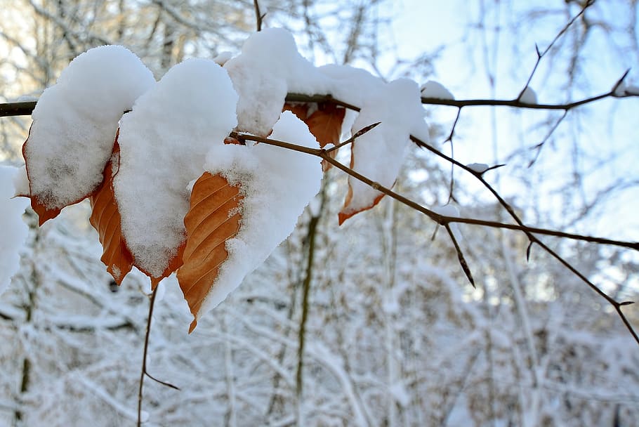 winter, snow, frozen, leaves, cold temperature, plant, focus on foreground HD wallpaper