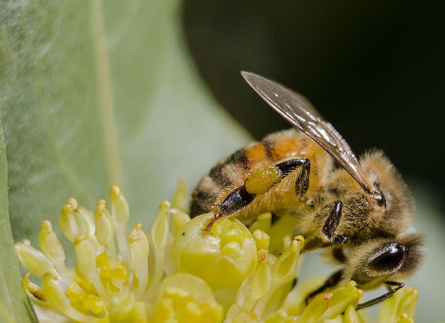 argentina, cabildo, bee, polen, flower, insect, animal themes HD wallpaper