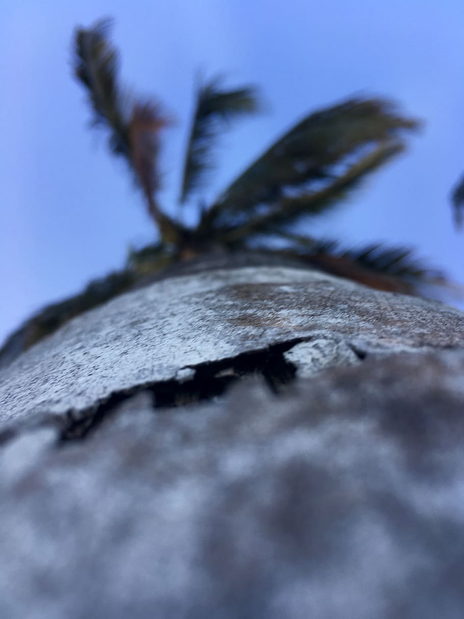 kenya, diani beach, palms, tree, sand, palmtree, selective focus HD wallpaper
