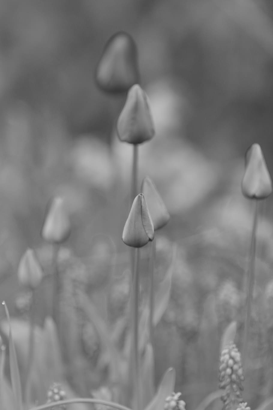 flowers, growth, plant, close-up, nature, beauty in nature HD wallpaper