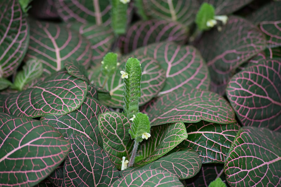 plant, striped, nice, nature, green, garden, background, spring HD wallpaper