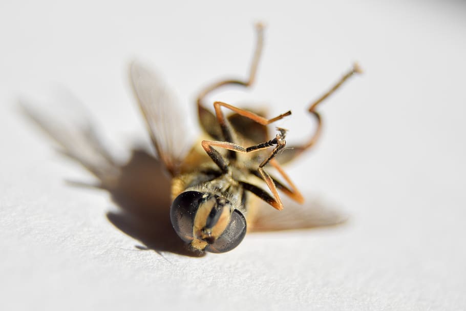 wasp, insect, death, close-up, studio shot, invertebrate, animal wildlife HD wallpaper