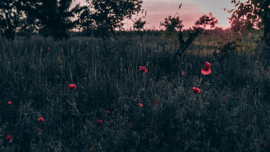 tones, quality, village, light, concept, darkness, grass, background HD wallpaper