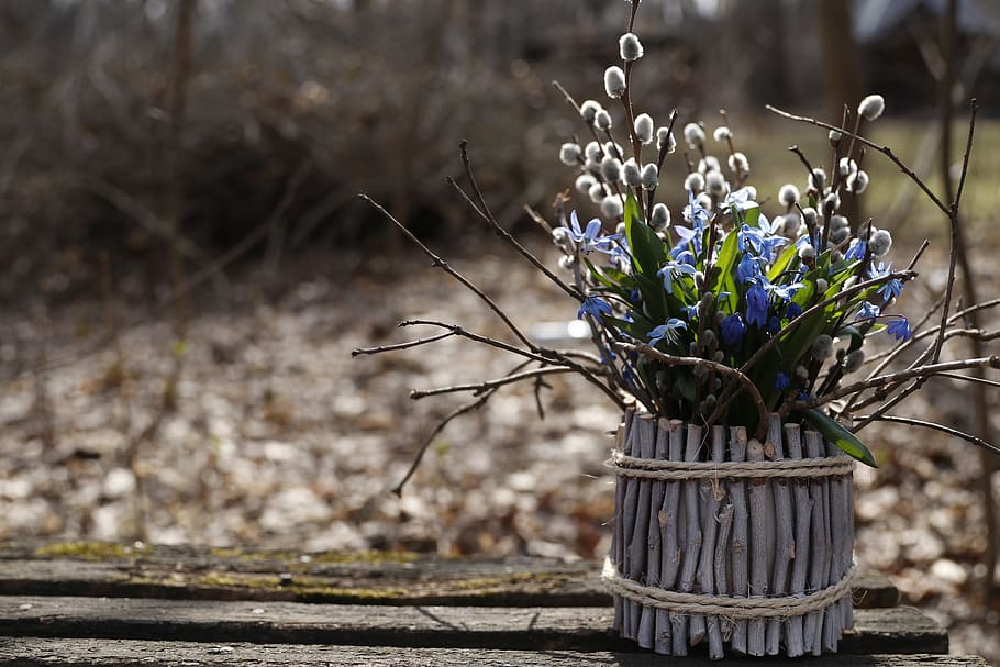scilla, bouquet, blue, bloom, asparagus, flower, spring, flowers HD wallpaper