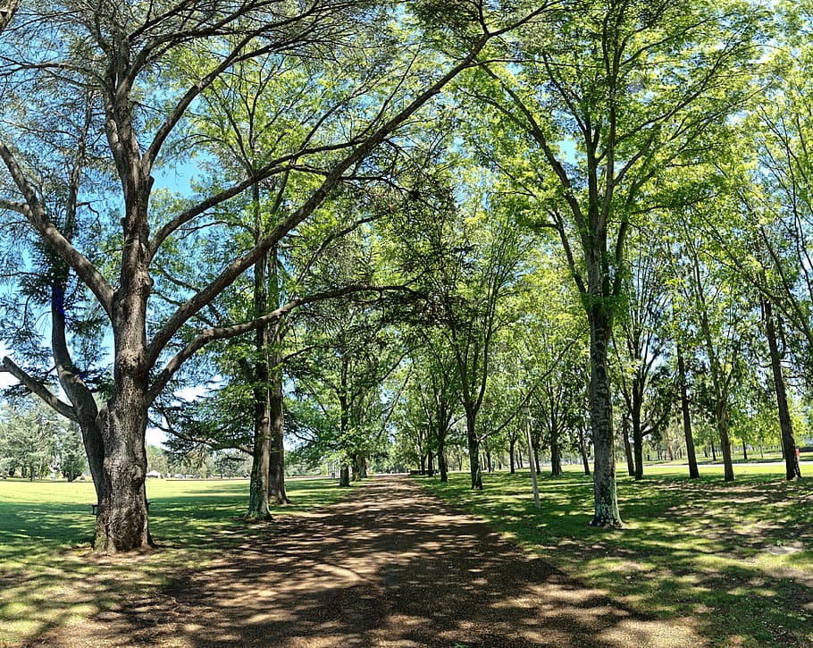grass, plant, tree, nature, lawn, outdoors, park, land, woodland HD wallpaper